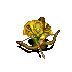 Alleria